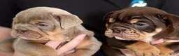 English Bulldog dogs for sale: British Bulldog Puppies - Advert 12