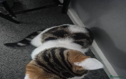 British Shorthair cats for sale: Male and female kittens - Image 4