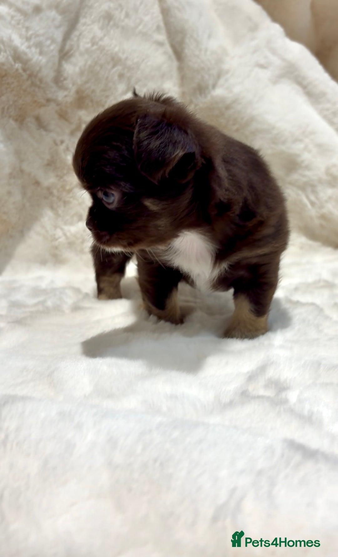 Chihuahua dogs for sale: QUALITY LONG COAT KC CHIHUAHUA PUPPIES  - Advert 20