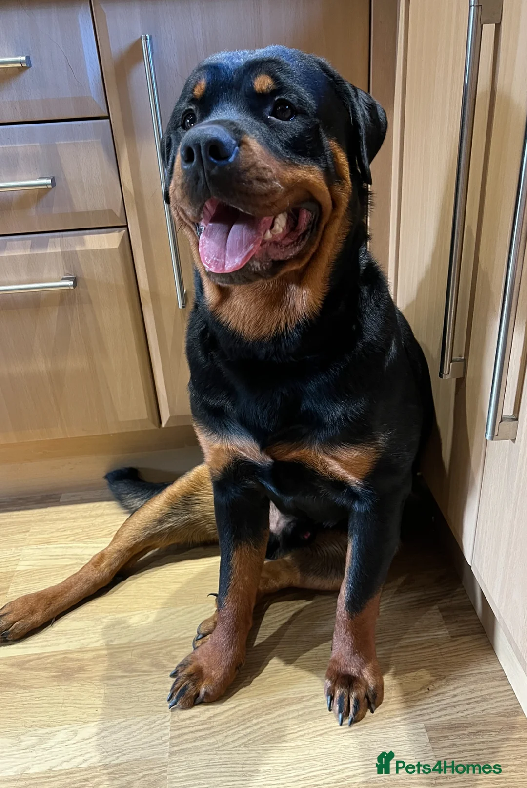 Rottweiler dogs for stud: Homebred chunky Rottweiler for stud  in Barnsley - Advert 5