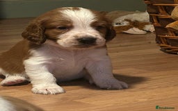 Welsh Springer Spaniel dogs for sale: Kc reg Welsh springer spaniel male puppies - Image 32