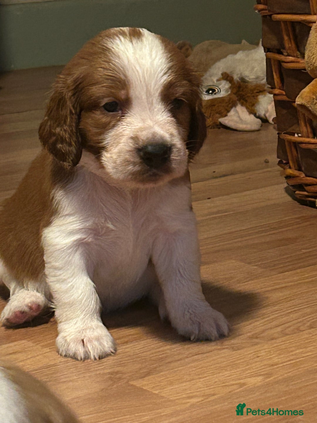 Welsh Springer Spaniel dogs for sale: Kc reg Welsh springer spaniel male puppies - Image 32