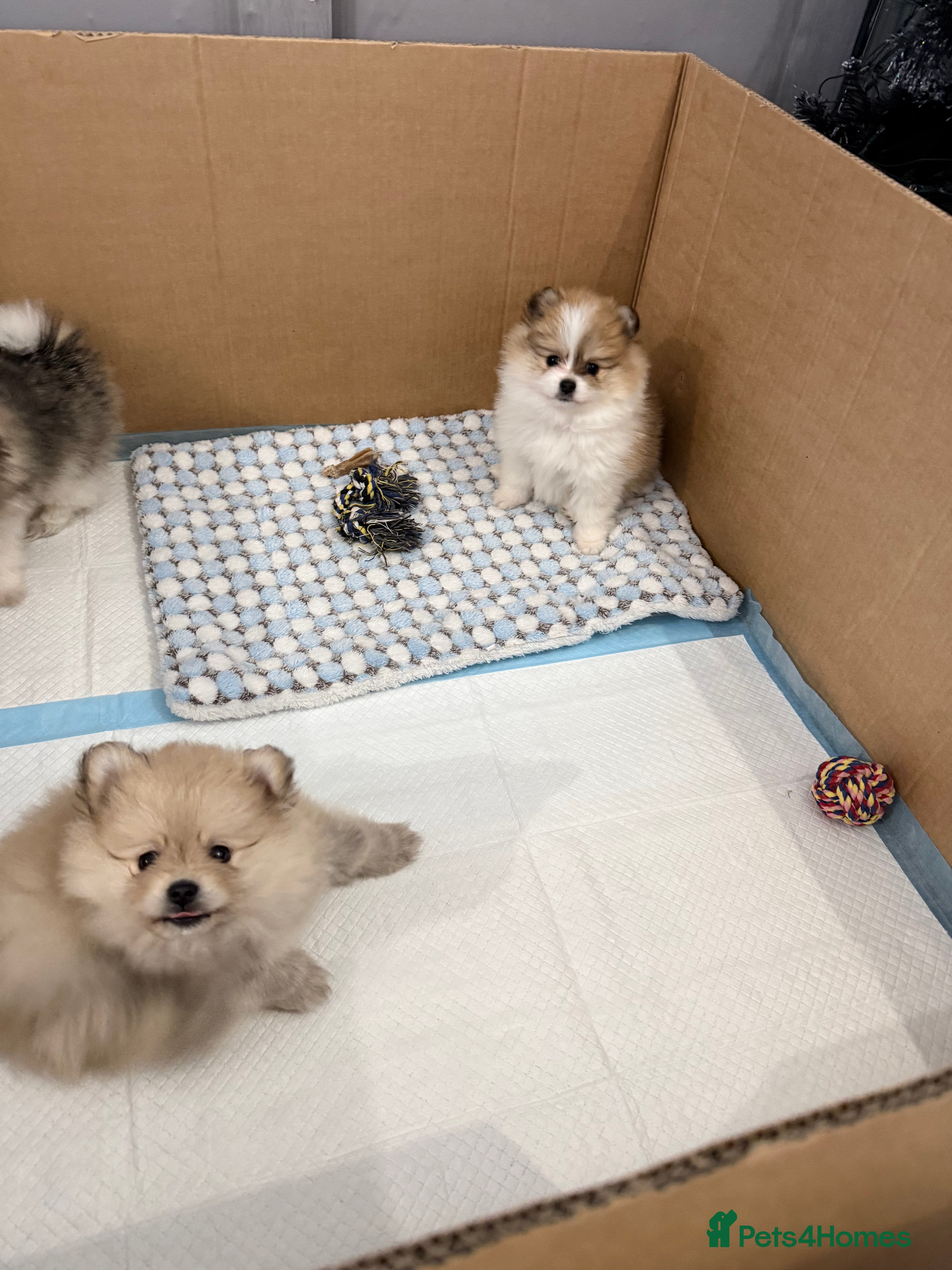 Pomchi dogs 3/4 Pom 1/4 chi Pomchi F1BB - Advert 2