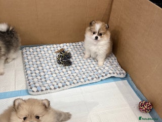 Pomchi dogs 3/4 Pom 1/4 chi Pomchi F1BB - Advert 2