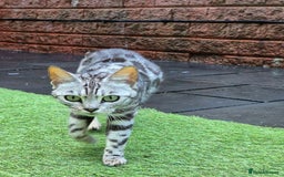 Bengal cats for sale: Stunning Pure Silver Bengal Female! - Image 6