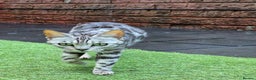 Bengal cats for sale: Stunning Pure Silver Bengal Female! - Advert 6
