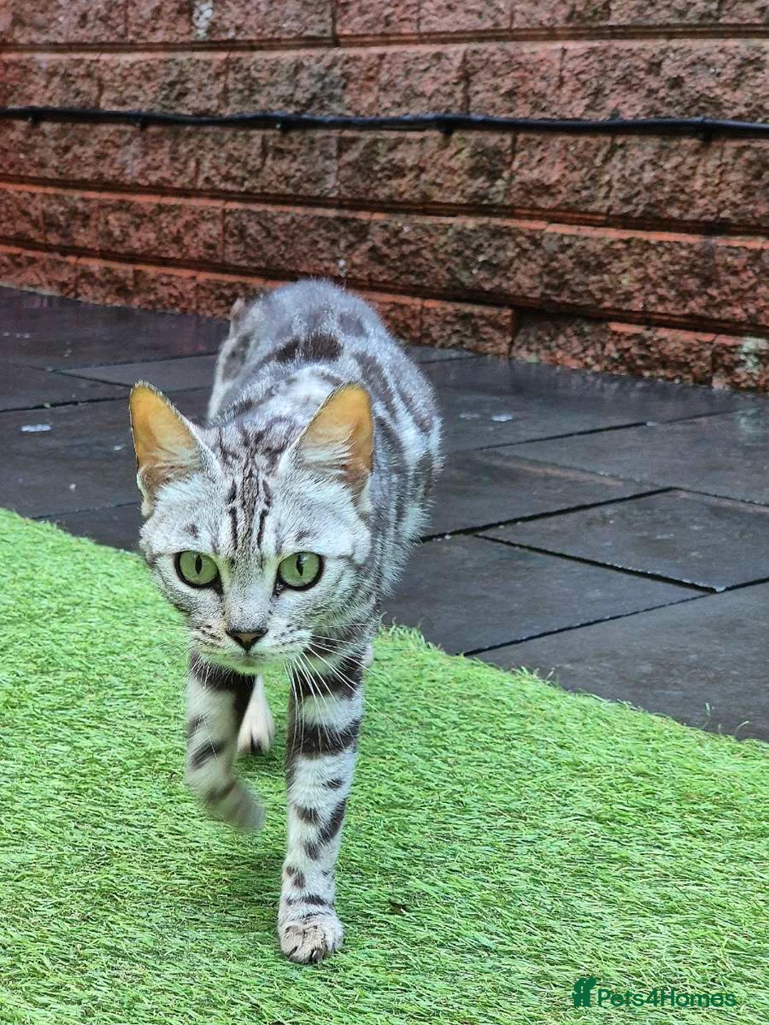 Bengal cats for sale: Stunning Pure Russian Silver Bengal Female!! - Advert 6