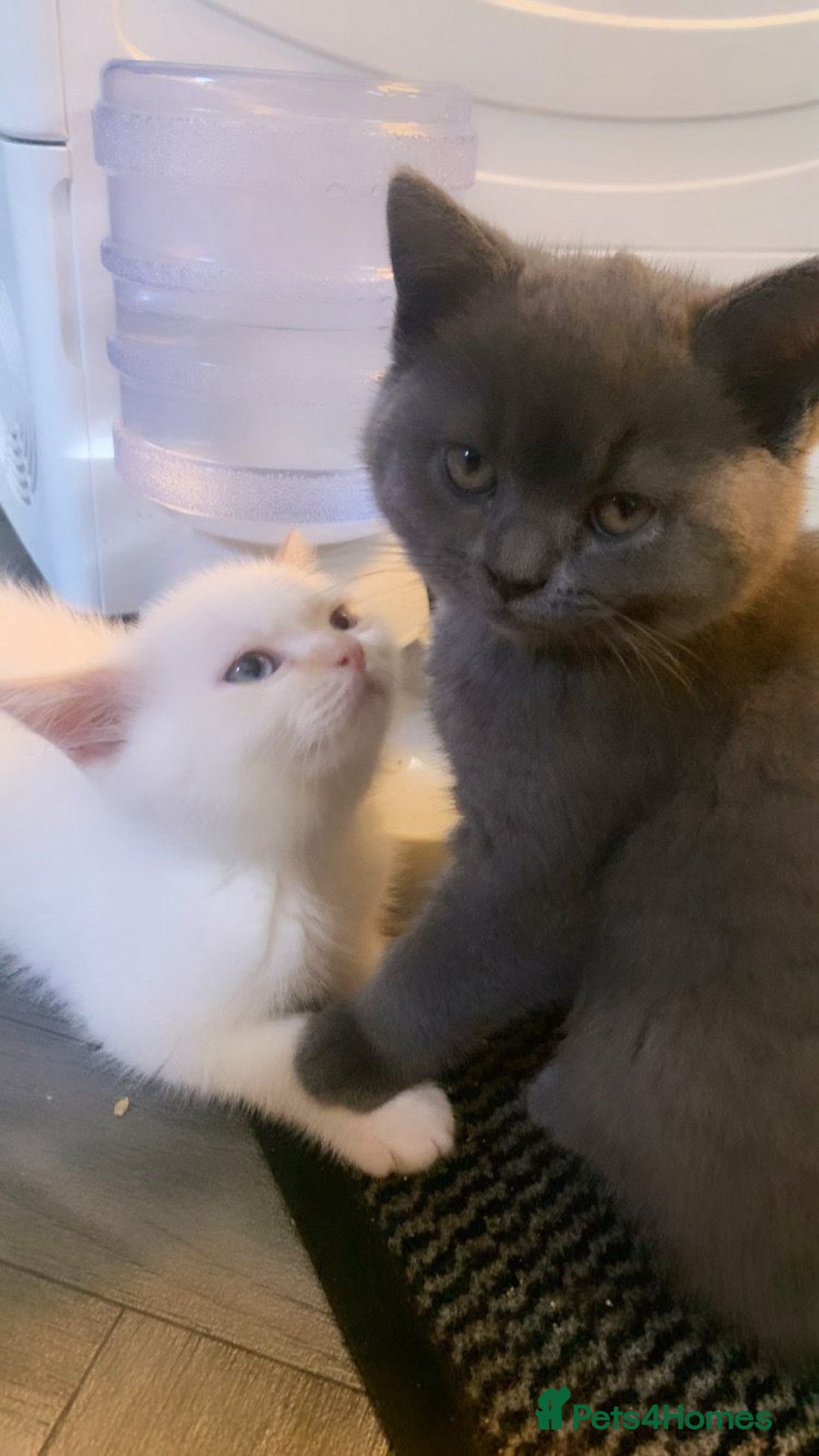 British Shorthair cats for sale: 1 blue BSH girl left for sale  in Burnley - Image 9