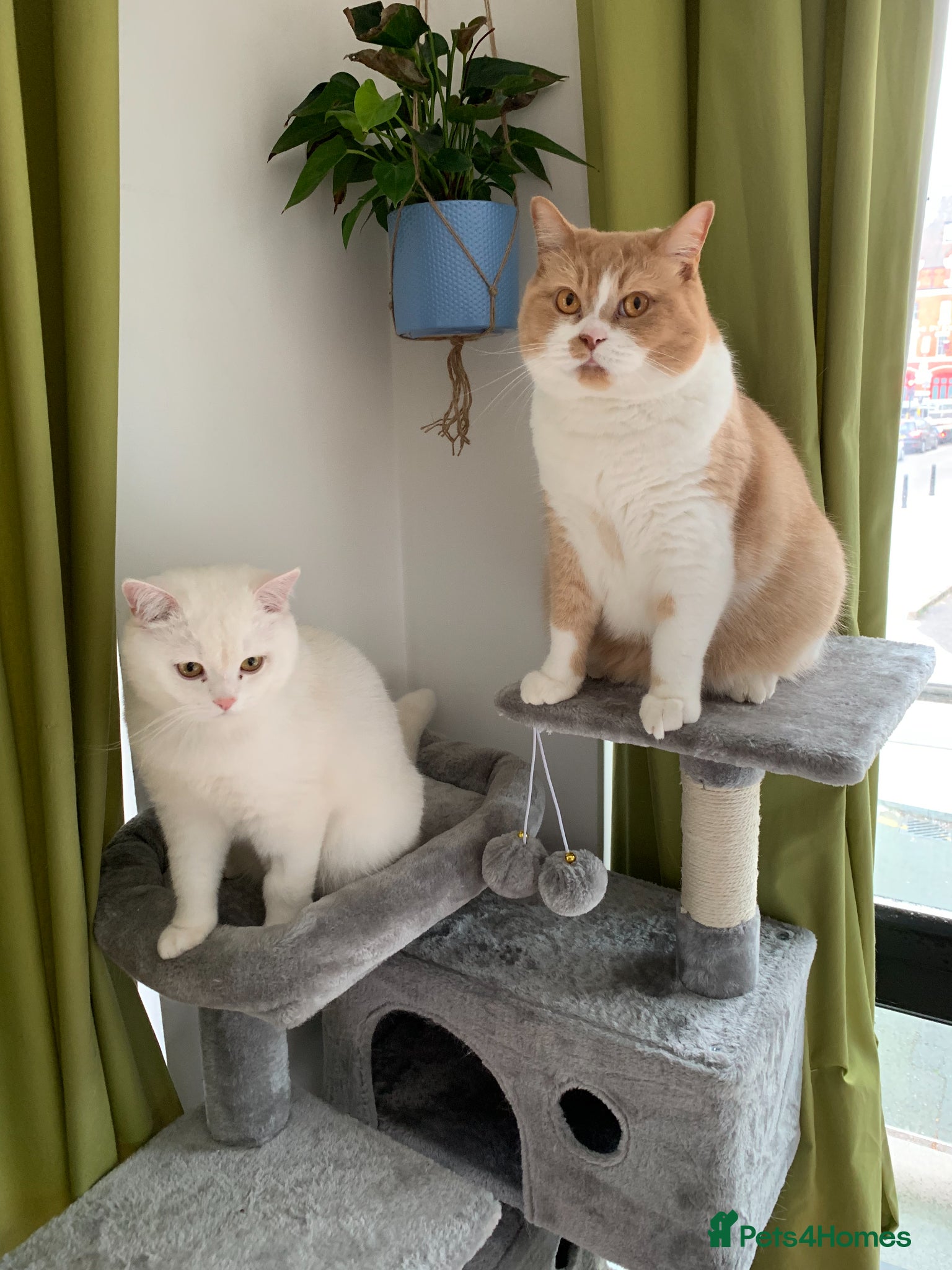 British Shorthair cats Bonded pair of indoor cats seeking forever home❤️ - Advert 1