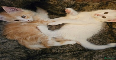 Maine Coon cats - Advert 7