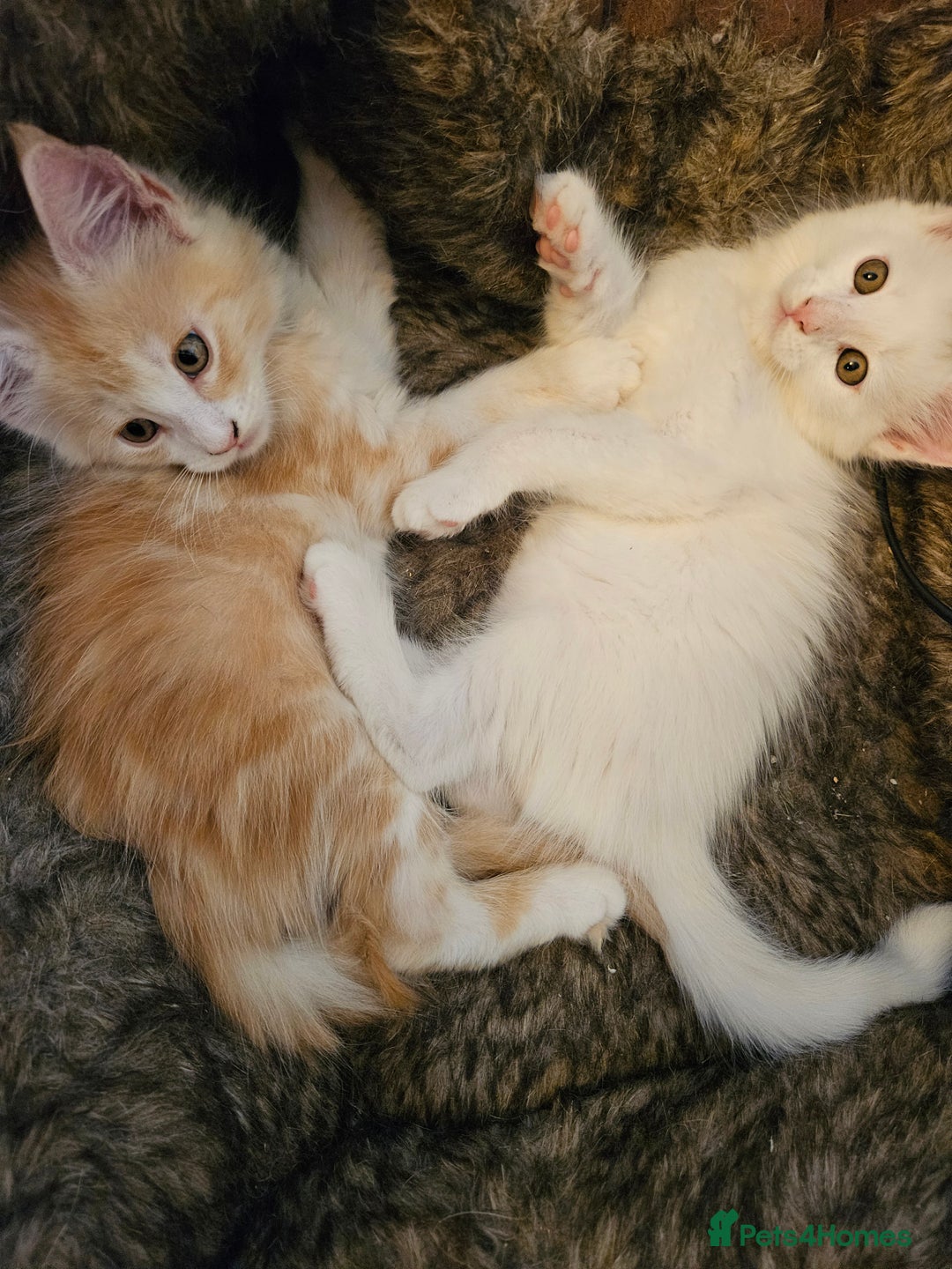Maine Coon cats for sale: Pure Maine coons fully vaccinated and chipped  - Image 5
