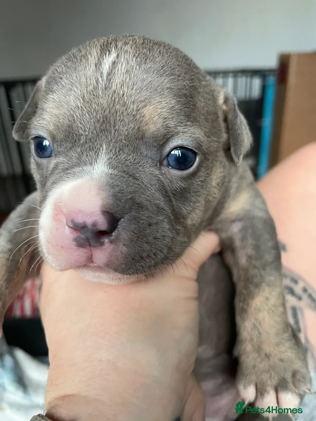 American Bully dogs for sale: American Pocket bully’s puppies  - Advert 15