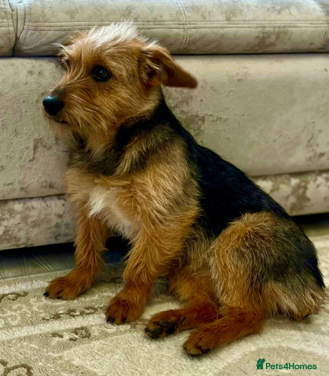 Yorkshire Terrier dogs for adoption: LISA – Female Yorkshire Terrier - Advert 2