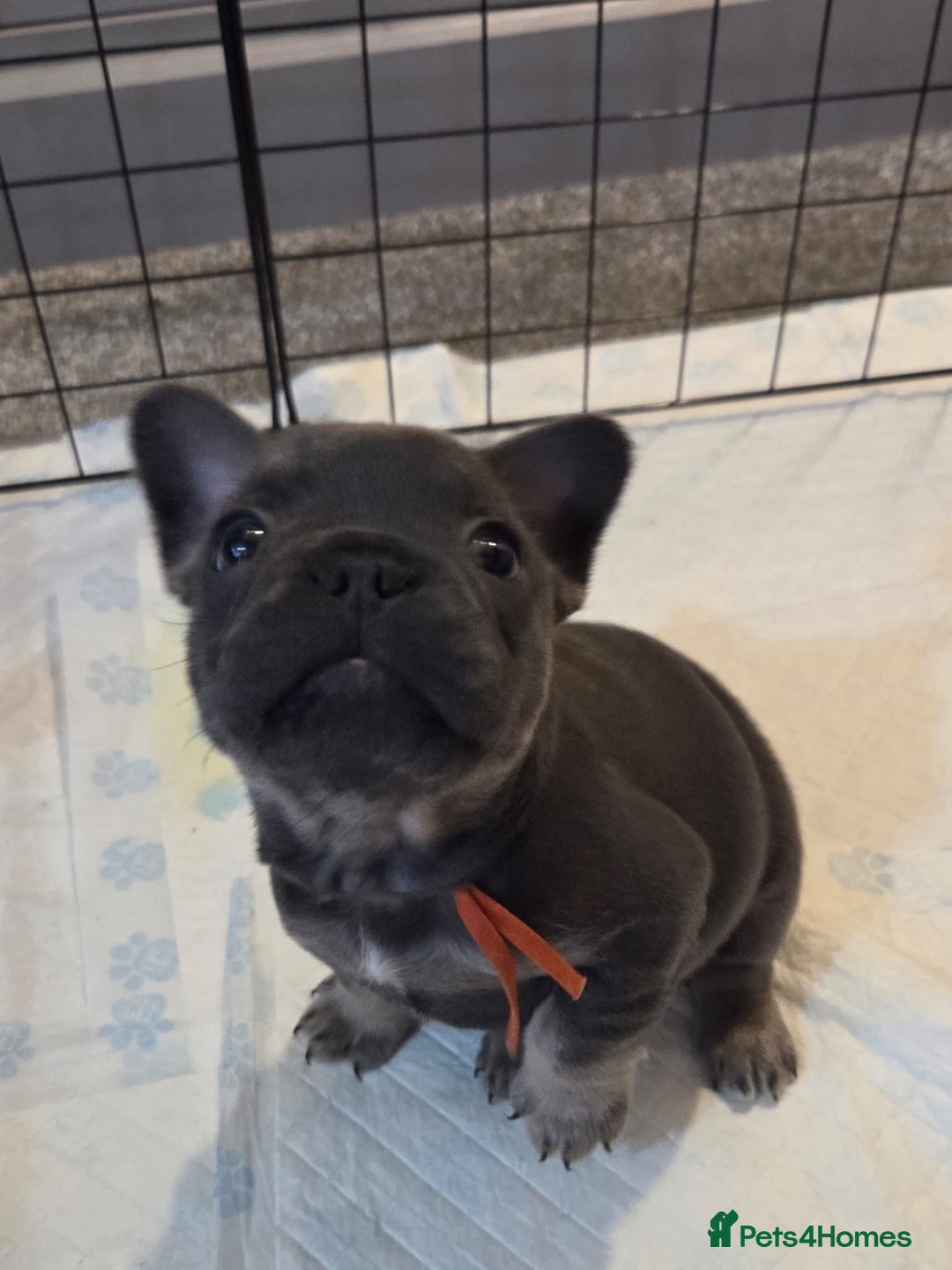 French Bulldog dogs for sale: 3x beautiful girl french bulldog puppies  - Advert 15