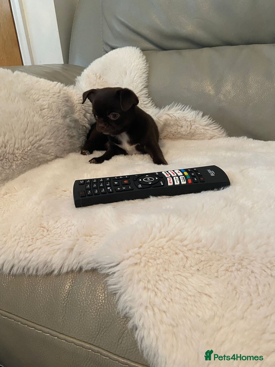 Chihuahua dogs for sale: KC Reg Chihuahua Boy Fully vaccinated - Ready - Advert 13