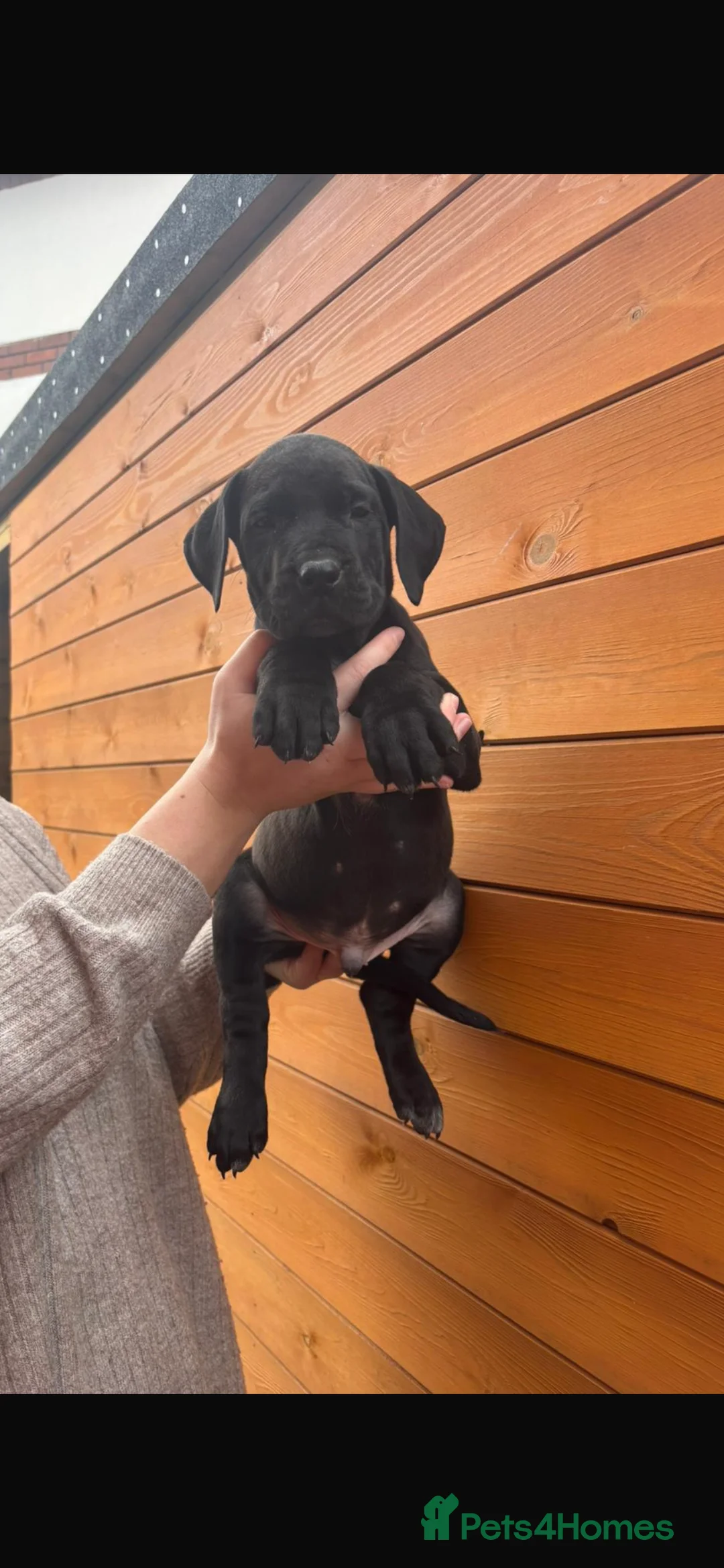Presa Canario dogs for sale: Presa Canario puppies REDUCED  - Advert 14