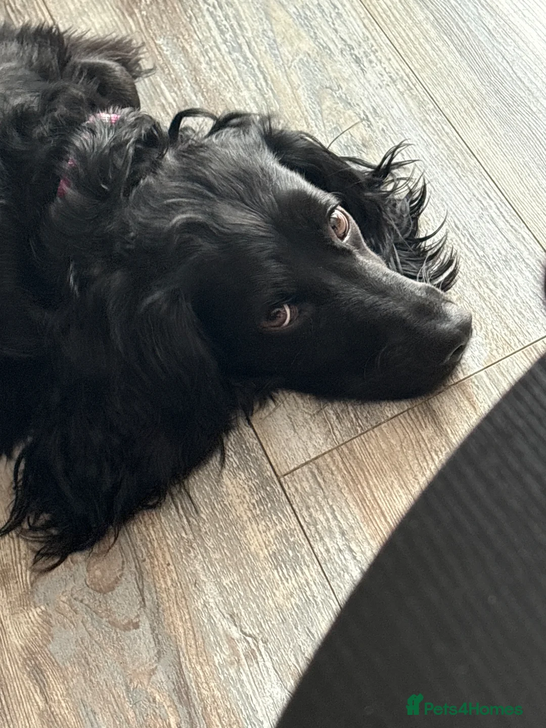 Cocker Spaniel dogs for sale: Lilly 2 years old.  - Advert 4