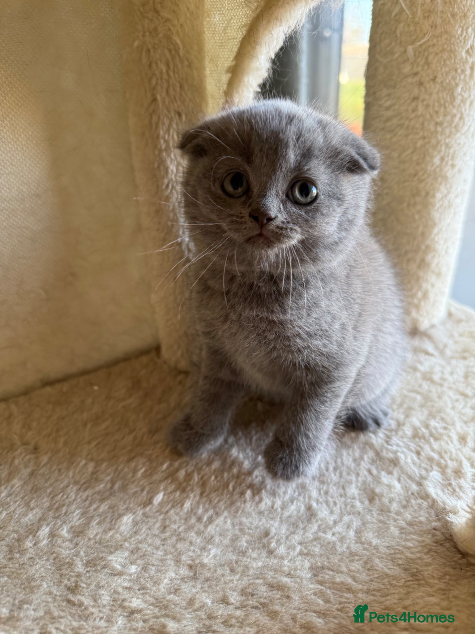 Scottish Fold cats LAST 2 stunning girls left🤩 - Advert 1