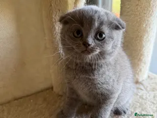 Scottish Fold cats LAST 2 stunning girls left🤩 - Advert 1