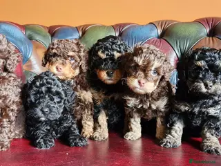 Cavapoo dogs Gorgeous f1bb Cavapoo pups. Health tested parents - Advert 1