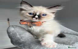 Ragdoll cats for sale: Registered Ragdoll kitttens for sale 2 boys left  - Image 12