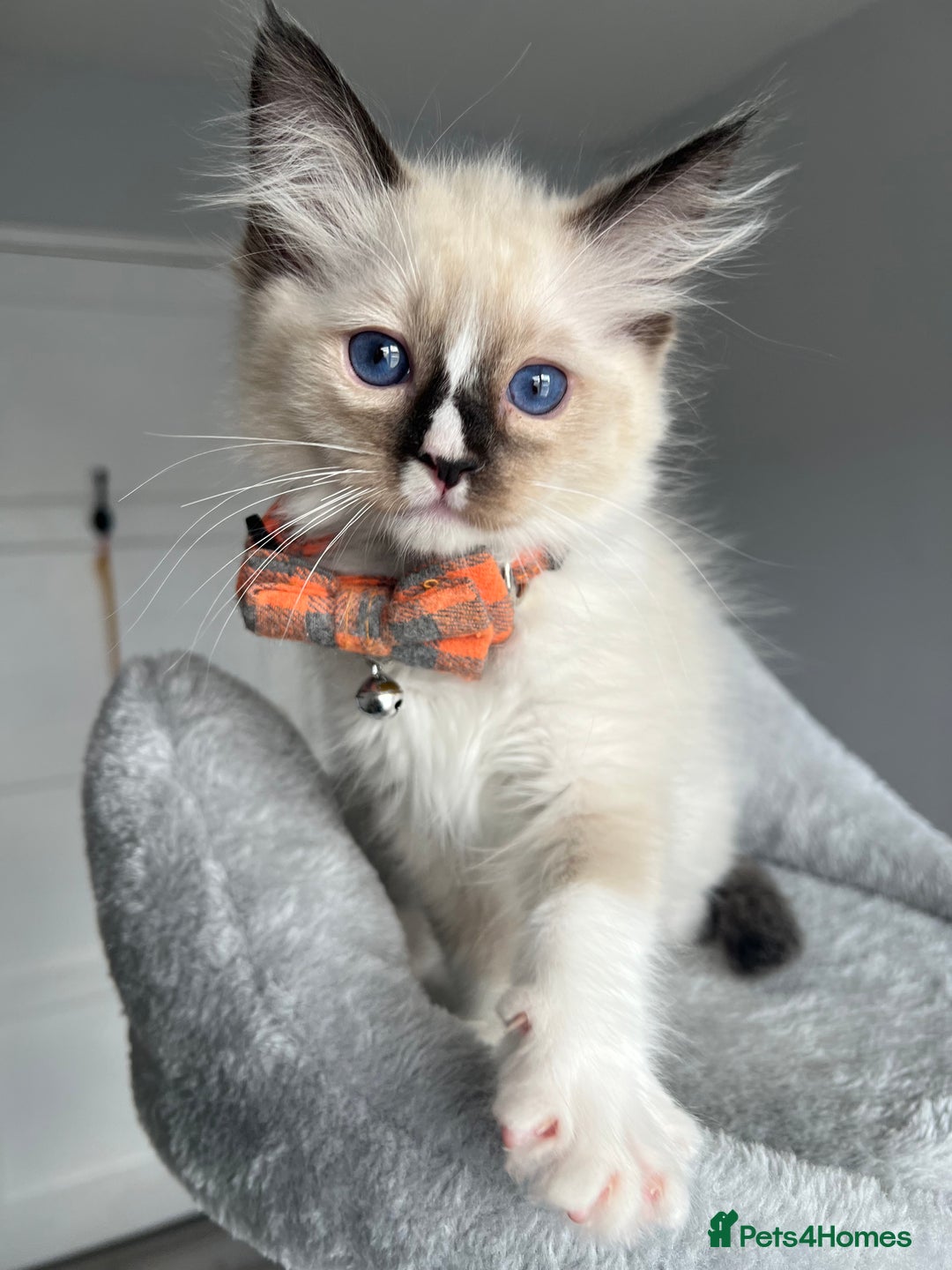 Ragdoll cats for sale: Registered Ragdoll kitttens for sale 2 boys left  - Image 12