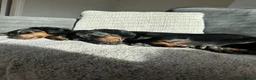 Dachshund dogs for sale: Sully 2 year old sausage  - Advert 4