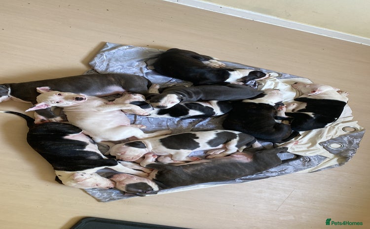 Mixed Breed dogs in Northampton - Advert 1