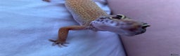 Gecko reptiles for sale: female leopard gecko + 4ft vivarium - Advert 9