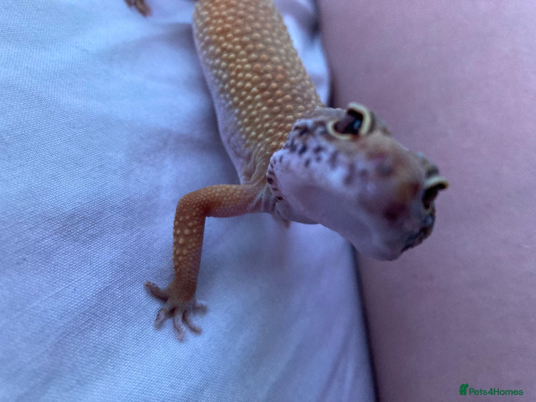 Gecko reptiles for sale: female leopard gecko + 4ft vivarium - Image 9