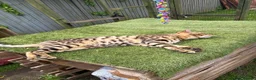 Bengal cats for sale: TICA Active Male Bengal health tested clear - Advert 3