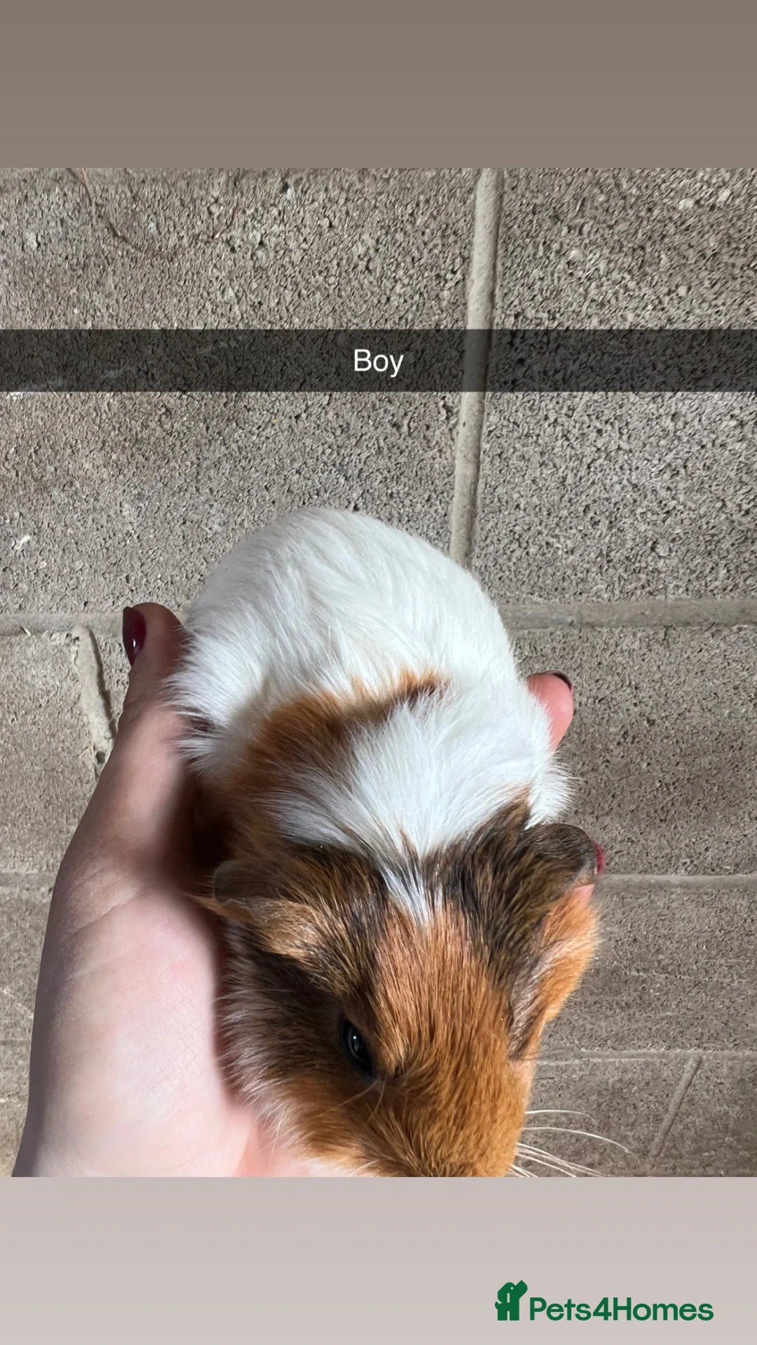 Guinea Pig rodents for sale: Two boys looking for their forever home!! - Advert 2