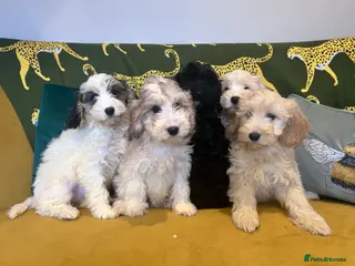 Cockapoo dogs F1 Cockerpo litter - Advert 1