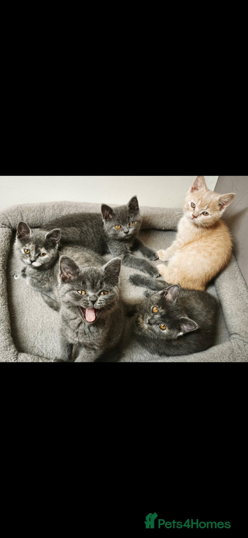 British Shorthair cats Stunning Rare Colours British Shorthair Kittens - Advert 17