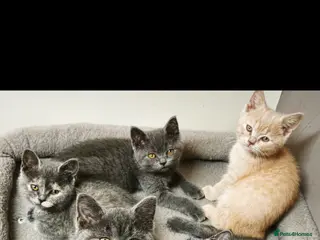 British Shorthair cats Stunning Rare Colours British Shorthair Kittens - Advert 17