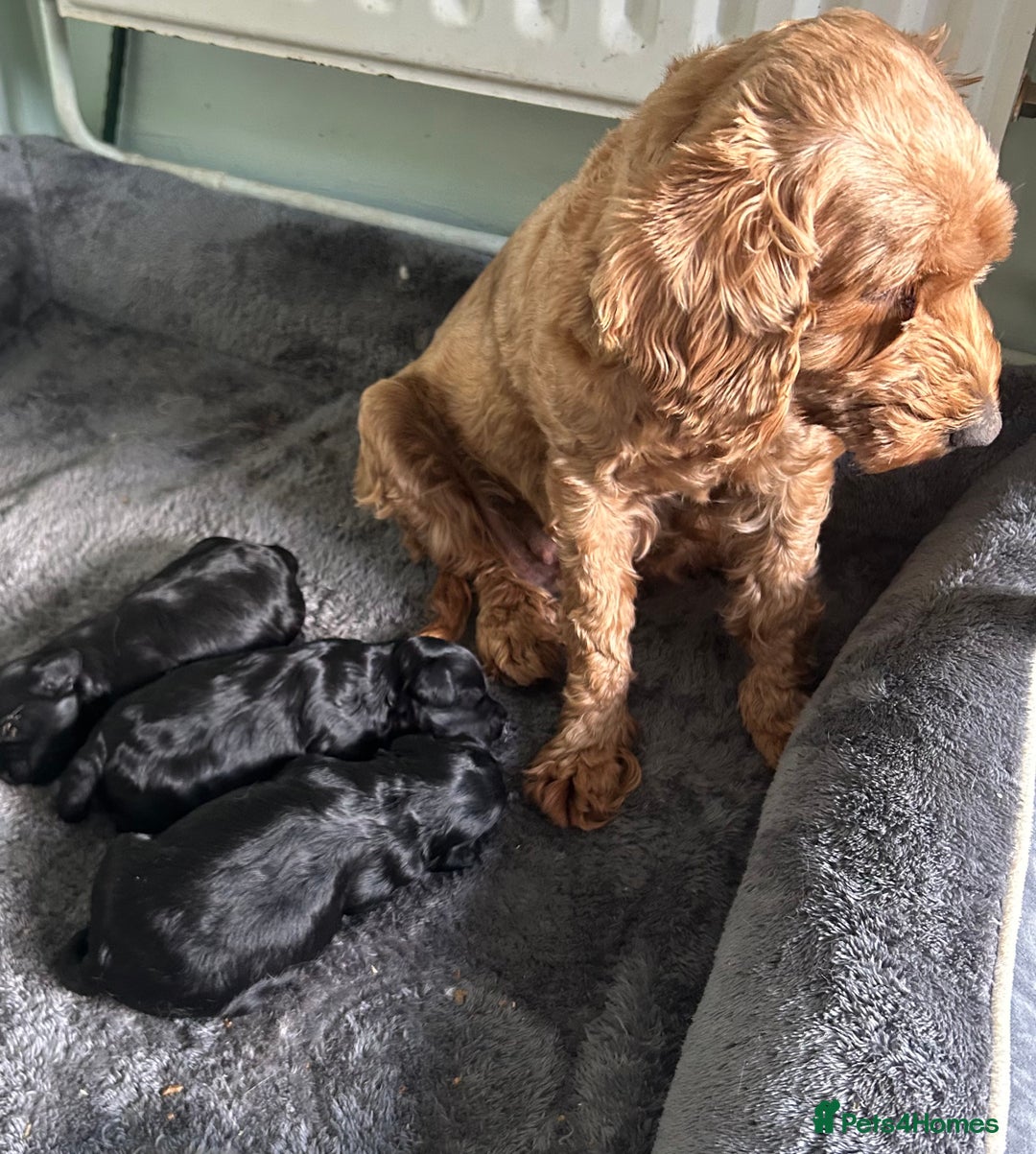 Cockapoo dogs for sale: Cockapoo f1  - Image 9