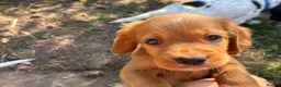 Cocker Spaniel dogs for sale: Cocker spaniel puppies  - Advert 6