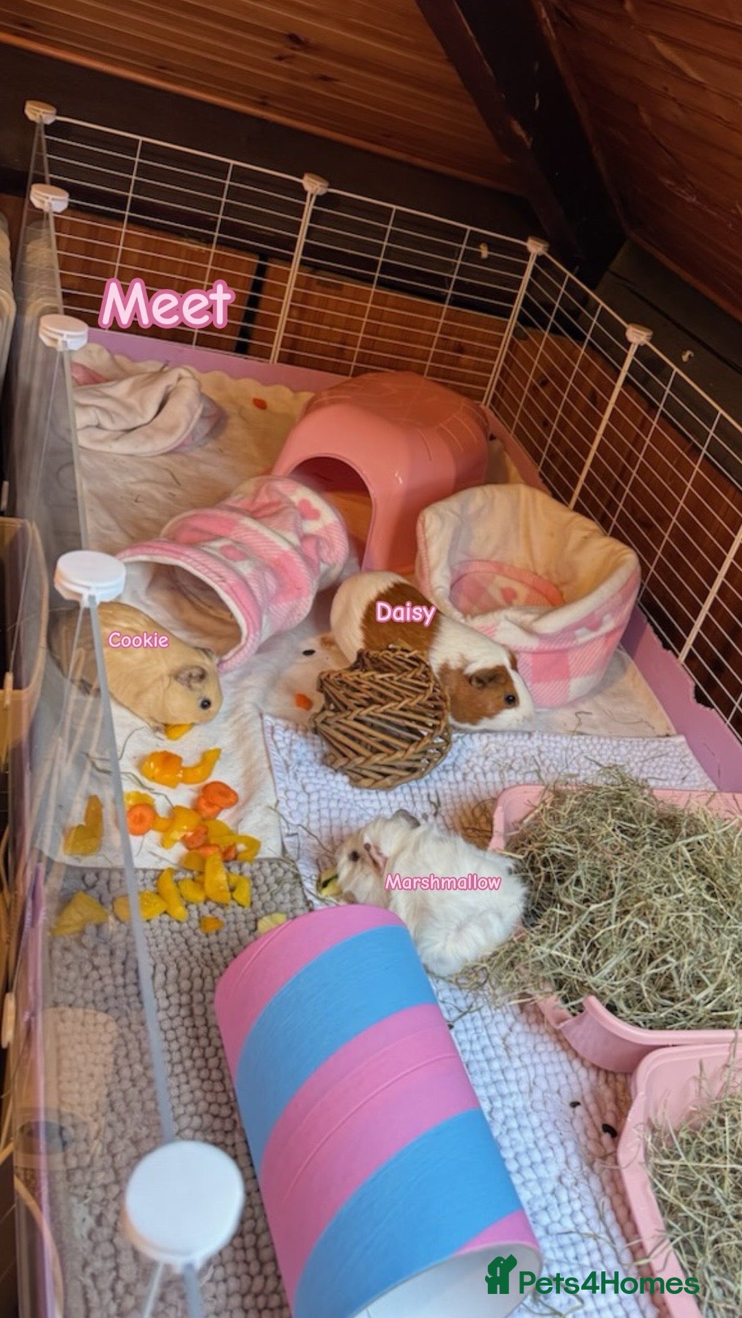 Guinea Pig rodents 3 female bonded guinea pigs - Advert 1
