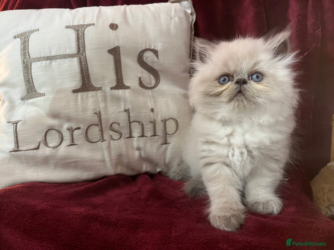 Persian cats for sale: Last kitten Ready Sat. Affectionate Persian Boy 🐾 - Image 13