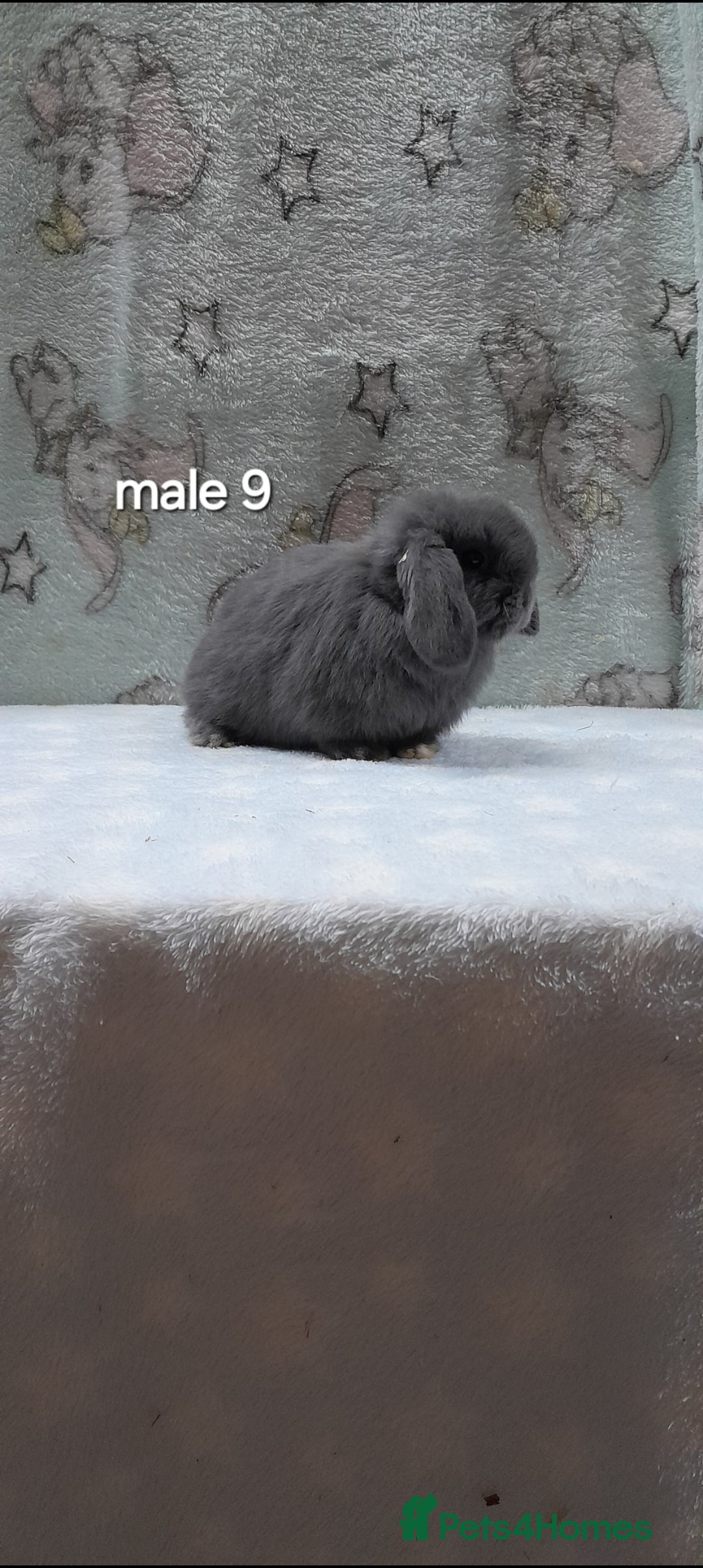 Mini Lop rabbits for sale: Purebred mini lops ready to reserve  - Advert 18