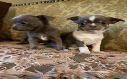 Chihuahua dogs for sale: Chihuahua girls from licensed breeder - Image 14
