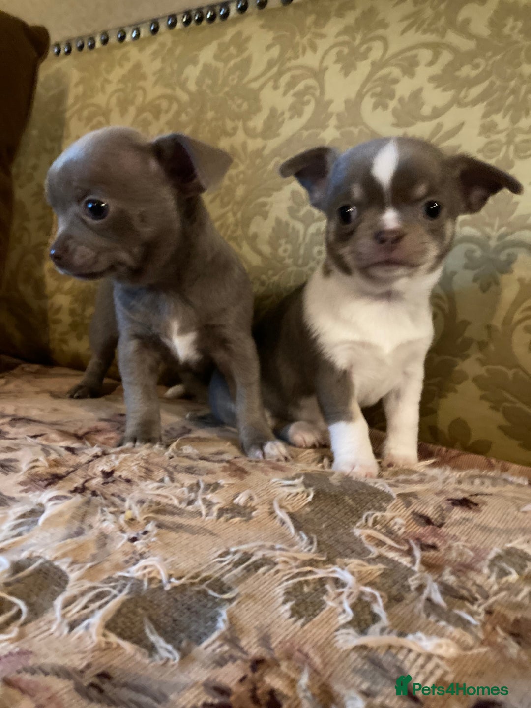 Chihuahua dogs for sale: Chihuahua girls from licensed breeder - Image 14