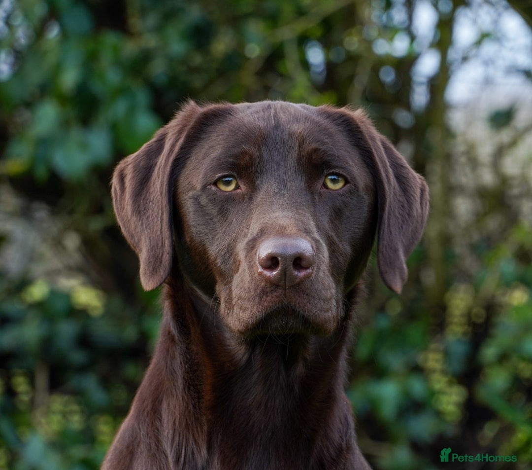 Labrador Retriever dogs for stud: Fully health tested working chocolate 0-0 Hips & E in Huntingdon - Advert 3
