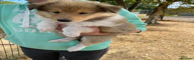 Rough Collie 1