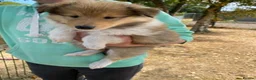 Rough Collie dogs for sale: 2 LOVELY MALES ARE AVAILABLE FOR SERVATION;  - Advert 4