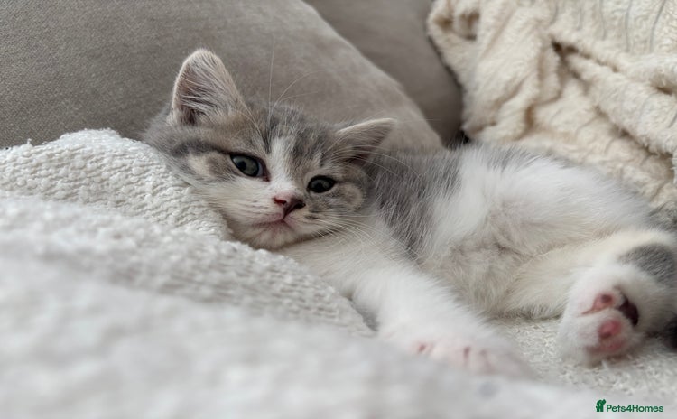 British Shorthair cats - Advert 15
