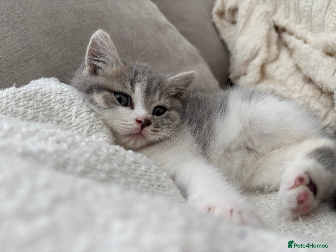 British Shorthair cats for sale: British short hair kitten - Image 1