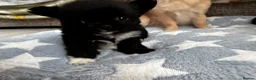 Chihuahua dogs for sale: Beautiful litter of long coat kc reg chihuahuas in Stockport - Advert 10