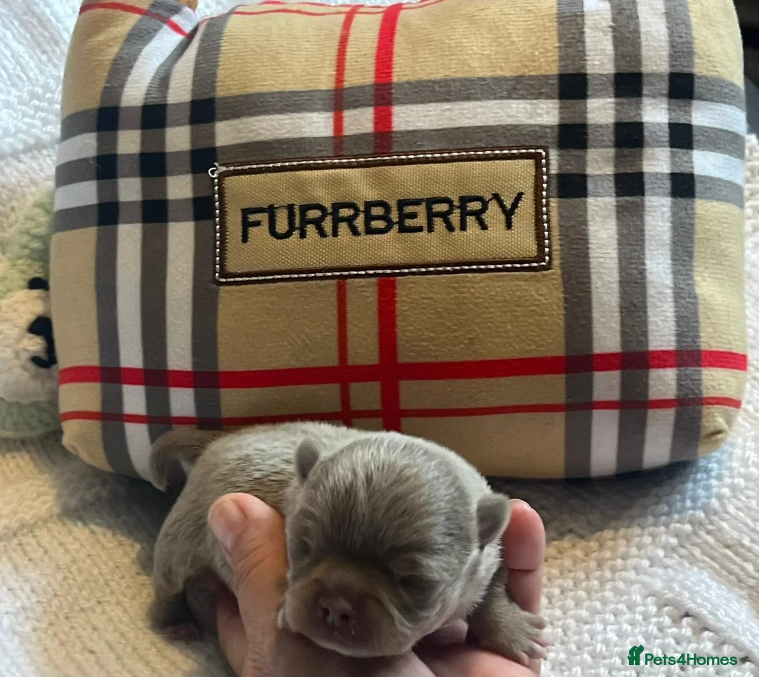 Chihuahua dogs for sale: BEAUTIFUL LONGCOAT LILAC BOY - Advert 1