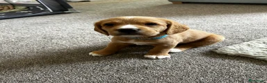 Mixed Breed 1